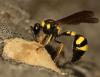 Eumenes coronatus